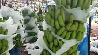 Banana Bunches Harvested and Delivered to Packing Facility