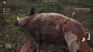 [18+] Boar makes a feudal attempt