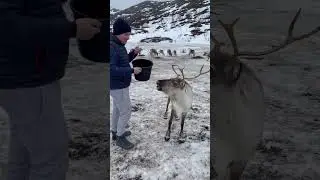 Reindeer Feeding Experience in Troms&oslash;, Norway #reindeer #troms&oslash; #tromso