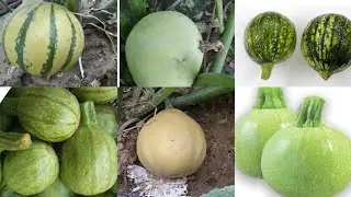 pumpkin all variety in one video  // you should know about all varitys of chappan kaddu