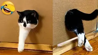 Cats Getting More Silly Funniest Cat Videos 😂#catbehavior #funnycat #catlife