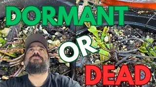 Is Your Plant Dormant Or Dead!