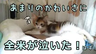【再編集】お迎えしたニャンコがかわいすぎた件について