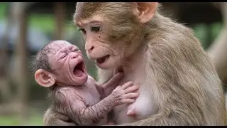 Oh, GOD. After-giving-birth, The-mother-was-hugry-no-taking-care-of-newborn baby monkey look