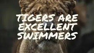 8 Things Tigers Love to Do! 🐅 | Fascinating Tiger Behaviors