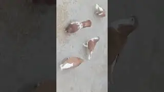 Lall Khall Gulli Kabootar