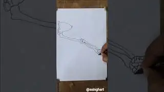 Drawing: Bones of the Upper Limb