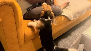 Live streaming with Pluto #dog #foryou #beagle #petshub #familyfun #funny 