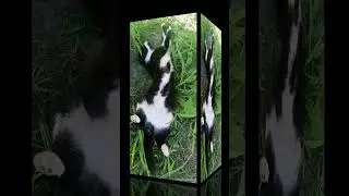 #cats #cat cat new👍🔔!!!!!!! #shorts  #shortvideo .