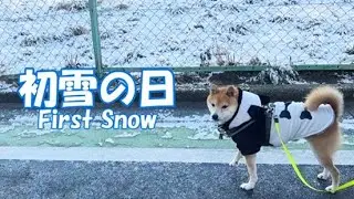 柴犬おーじろう☆初雪を喜ばずコタツで丸くなる…柴犬はやっぱり猫？ Snowy Day, Cat-Like Shiba