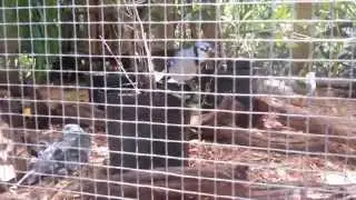 Blue Jay @ Florida Keys Wild Bird Center