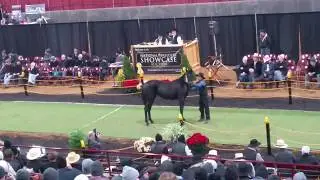 One of largest breeders sale in the country. MEC Center, Topeka, Indiana.