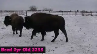 2yr Old Bred Heifers