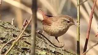 Lo Scricciolo, principe del bosco.