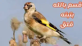 قسم بالله بتبتة حسون تجعل العصفور يغرد غصب عنو اذا لم يغرد فعلم انك تربي انثى #بتبته_حسون 