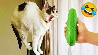 Hilarious Cat fight to girl Funniest Cats moment 😸 Funny animal omg 😹