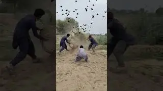 Amazing hunting for bird's eggs 🥚🦜#farming #birdhunting #shorts #fyp