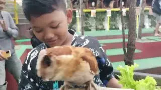Seru Banget! Main ke Kebun Binatang Mini di Lumbung Padi Garut 🐰🌿