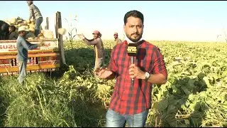സൗദി അറേബ്യ മരുഭൂമിയല്ല കൃഷി ഭൂമിയാണ് | Al jouf agricuture farms | Special Report | Saudi Arabia