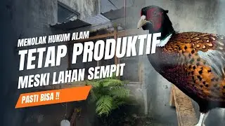 LAHAN SEMPIT? SIAPA TAKUT!! | TETAP PRODUKTIF PELIHARA PHEASANT. #ayamhias #pheasant