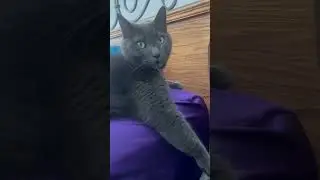 This Grey Cat LOVES Rihanna&hellip; Especially Love On The Brain #Rihanna #ViralCats #AdorablePets #Cute