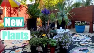 My New Plants From Armstrong Garden Center Plus Update on Succulent Wall Hanging