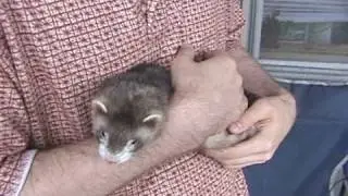 Why Pet Ferrets Are Worth All of the Trouble