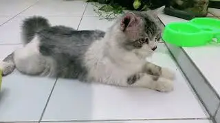 Moly&rsquo;s Random Cat Antics &ndash; You Never Know What She&rsquo;ll Do Next!