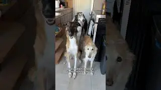 выберите своего компаньона для лапши: длинный кон #silkenwindhound #youchoose #series #dogs #fyp