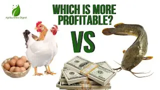 Poultry farming vs. Catfish Farming: Which Is More Profitable?
