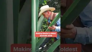 Pablo has to cut the agave plant at just the right age to make #pulque. #mexico #mezcal