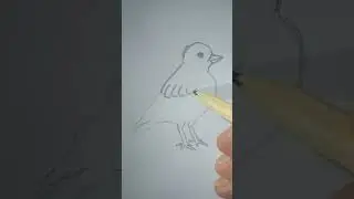 Drawing a bird