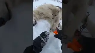 🐺 Rescuing Arctic Wolf - Pup Guards Mother! 😭❄️