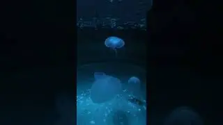 Jellyfish in a Sea of Color