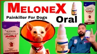 Melonex Oral Suspension Dose for Dogs | Melonex Uses, Benefits & Side Effects | Meloxicam for Pets