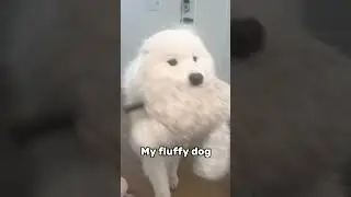 Making my way back home to see my fluffy dog!