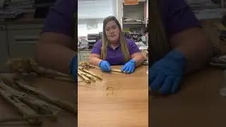Nitrate Testing