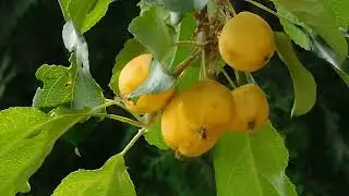 Takasago Citrus