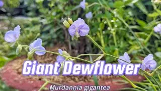 Giant Dewflower (Murdannia gigantea)