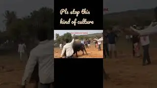 😱Every year, approx 250,000 bulls are killed in bullfights ,it should be banned.#animals#wildlife