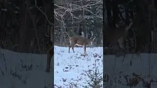 Healthy Whitetail Deer