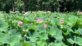 Beautiful Lotus Flowers Pool William Land Park Sacramento, California