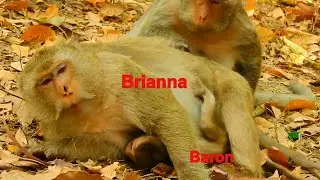 OMG !! Why Brianna Mother Monkey Do Like This With Baron, Baron Happy Playing With Friends