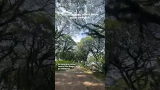 Djawatan Forest Lord of The Rings Forest In Indonesia. #djawatan #banyuwangi #youtuber