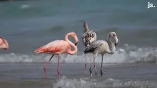 See rare flamboyance of American flamingos in Wisconsin enjoying Lake Michigan