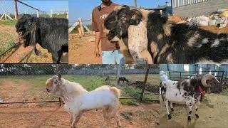 Ali Goat Farm Heavyweight Sheep and goats available in Bangalore 2025 Bakrid 8904201932 | 9901783677