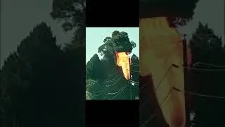 Treezilla - Tree turns into Godzilla #godzilla