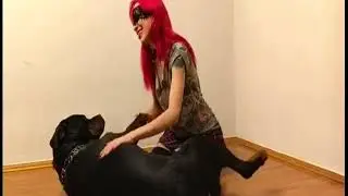 Black long dog