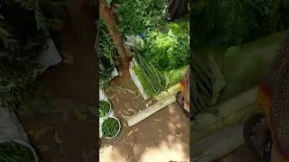 Viral video, Subscribe please, Indian Vegetable Market in rural area