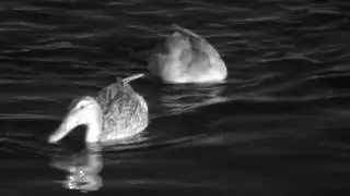 Water and a duck in infrared (950nm)